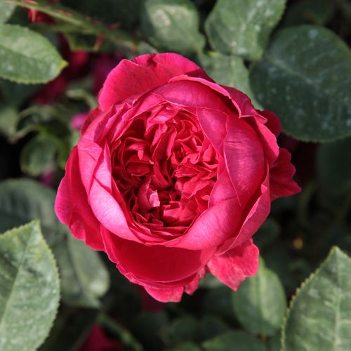 Rosa Diablotin - roșu - Trandafir copac cu trunchi înalt - cu flori în buchet - coroană tufiș